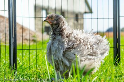 Pullets