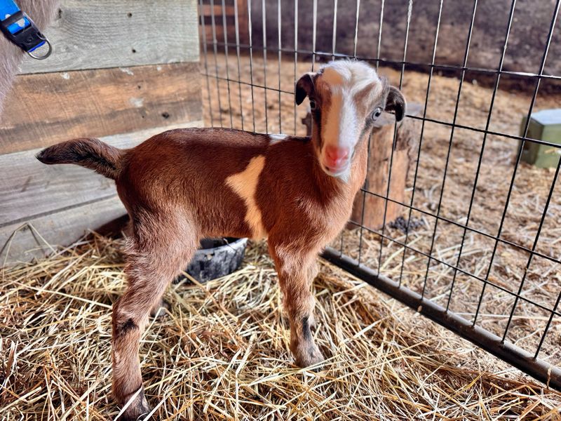 Lamancha Billy Bottle Baby