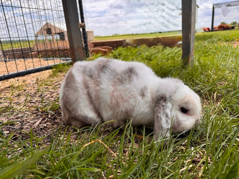 Lop Bunnies