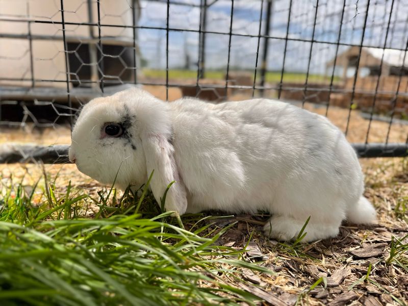 Lop Bunnies