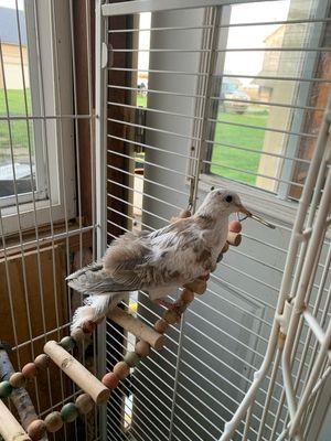 Silkie Dove Pair