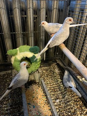 Diamond Dove Pair