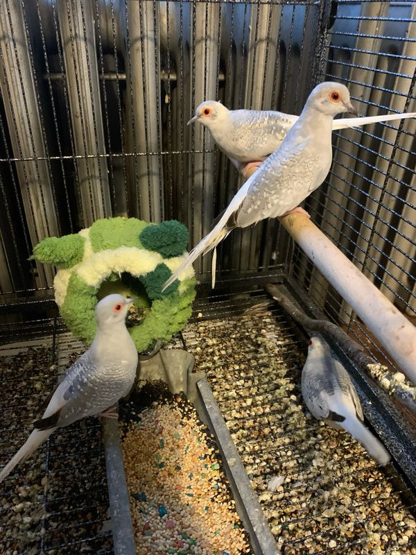 Diamond Dove Pair