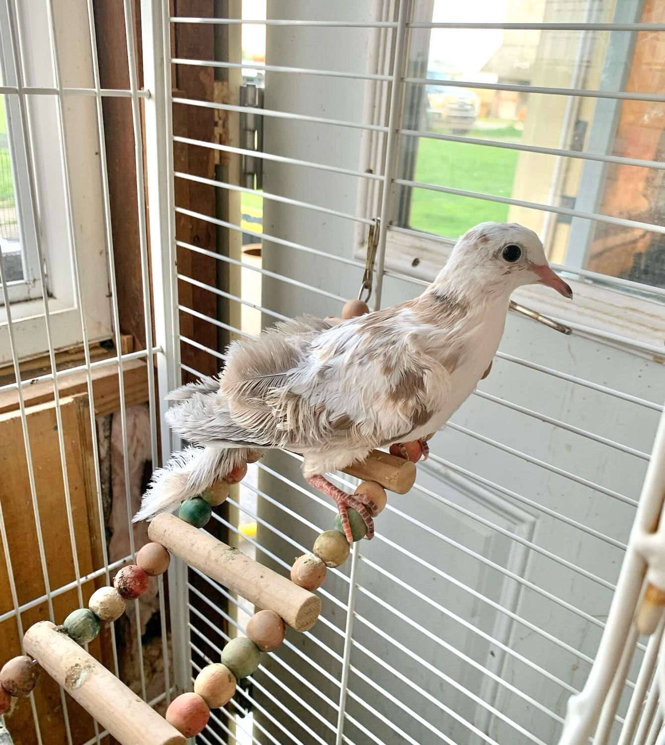 Unsexed Silkie Dove