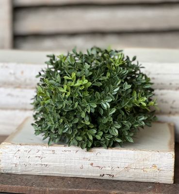 New England Boxwood Half Sphere 8&quot;