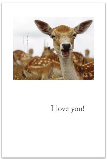 Smiling Fallow Deer Card