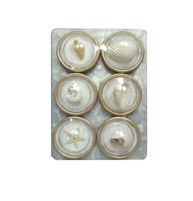 Round Shell Magnets Set of 6