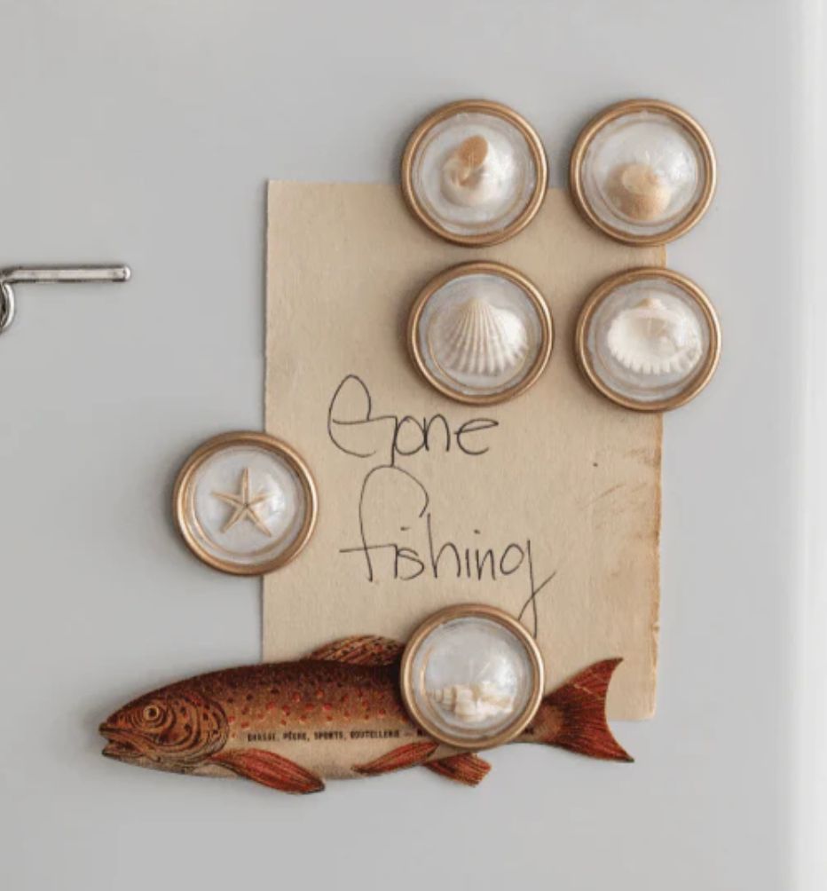 Round Shell Magnets Set of 6