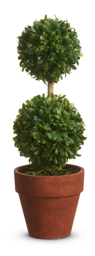 Potted Mini Boxwood Topiary | Medium