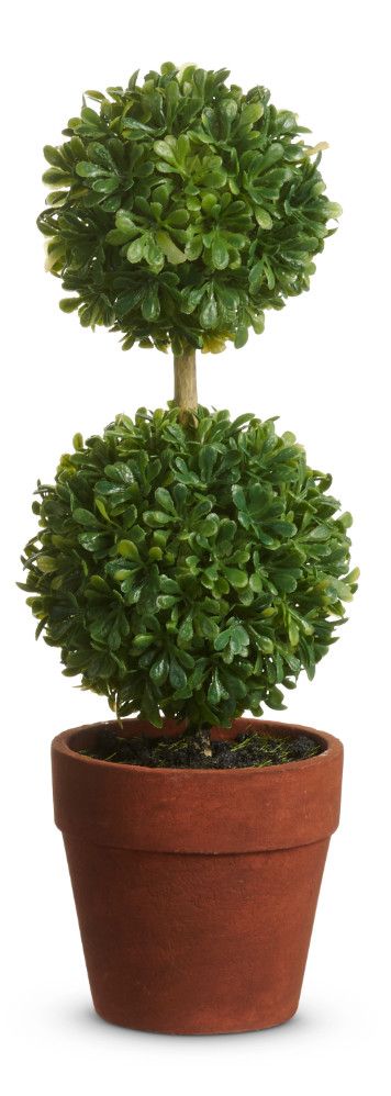 Potted Mini Boxwood Topiary | Large