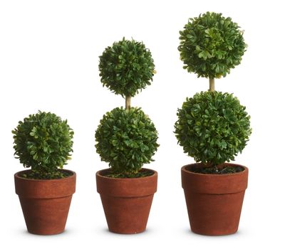 Potted Mini Boxwood Topiary | Large
