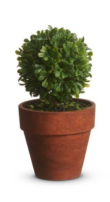 Potted Mini Boxwood Topiary | Small