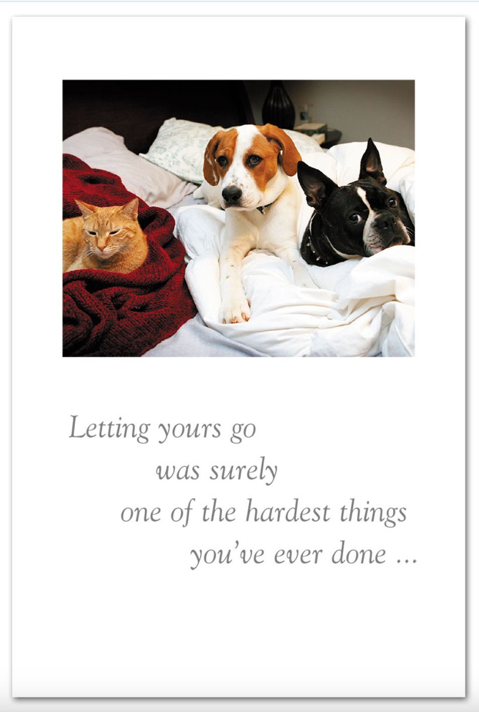 Cat &amp; Dogs on Bed Pet Condolence Card