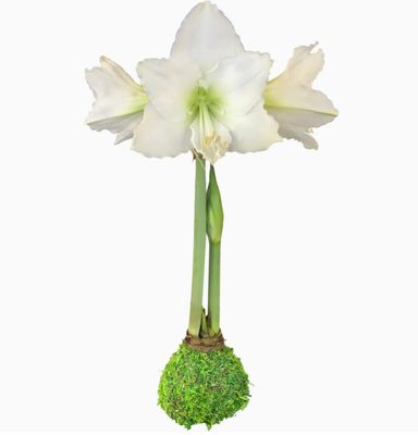 "Set It &amp; Bloom" White Amaryllis with Moss Base