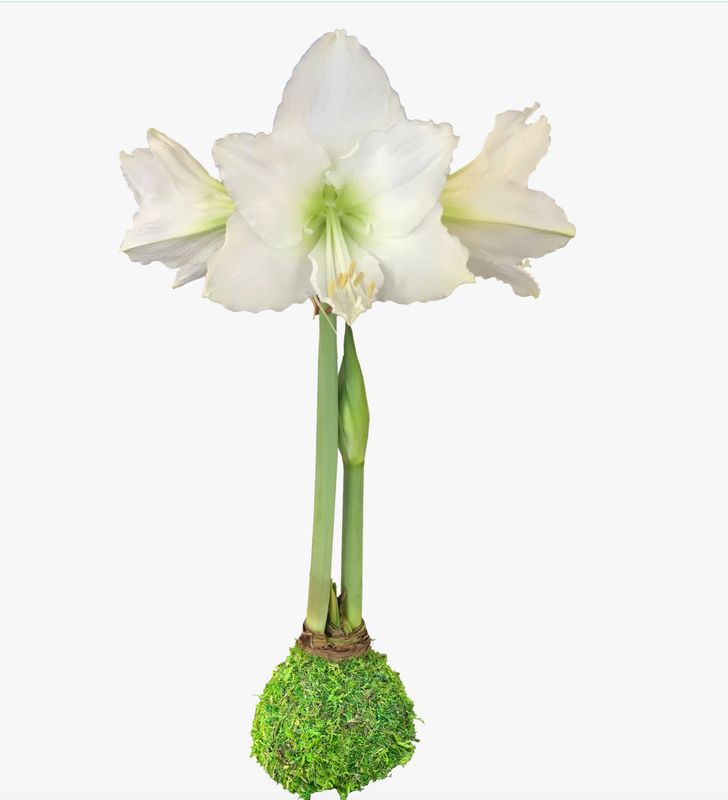 "Set It &amp; Bloom" White Amaryllis with Moss Base