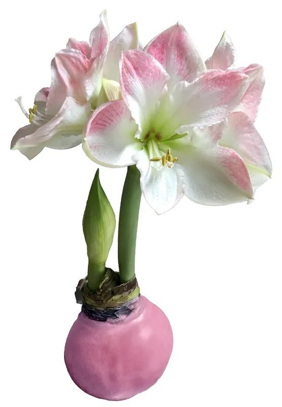 "Set It &amp; Bloom" Pink &amp; White Amaryllis with Pink Wax Base