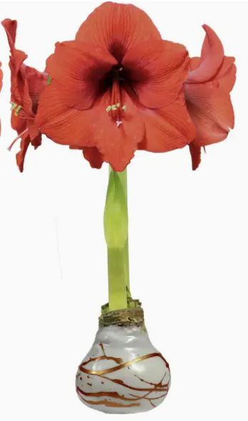 "Set It &amp; Bloom" Amaryllis with Waxed Copper Splatter