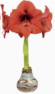 "Set It &amp; Bloom" Amaryllis with Waxed Copper Splatter