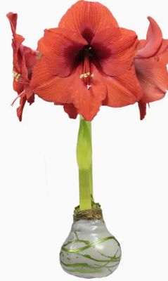"Set It &amp; Bloom" Amaryllis with Waxed Olive Splatter