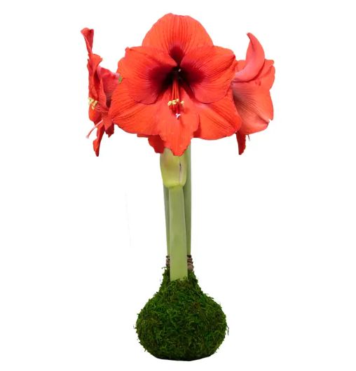 "Set It &amp; Bloom" Red Flower Moss Base