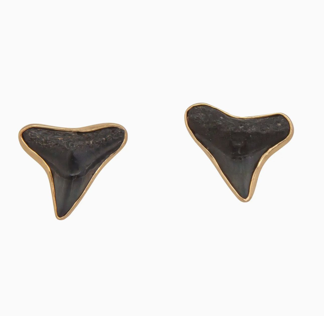 Fossil Shark Teeth Post Earrings