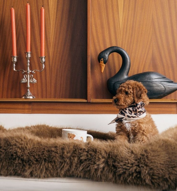 Mok Labradoodle - in giftbox