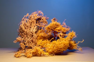Pure Raw Sea Moss