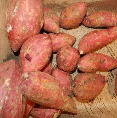 Camote/ sweet potato 500 GR