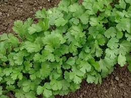 Cilantro herb  bunch