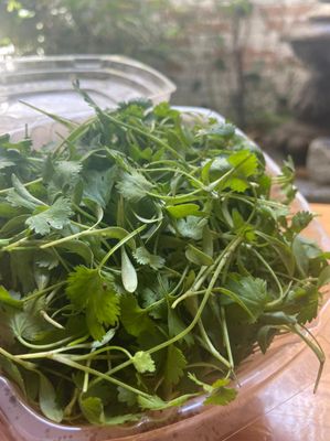 Cilantro baby Micro green 50 gr