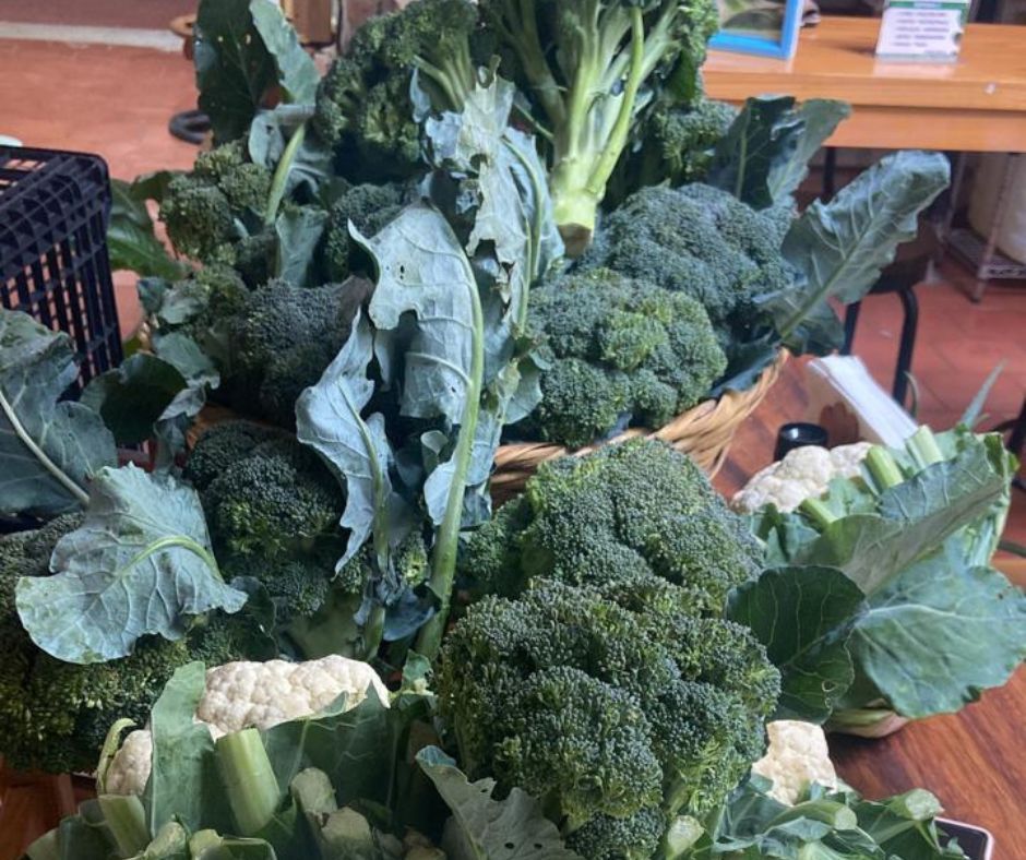 Broccoli head medium size