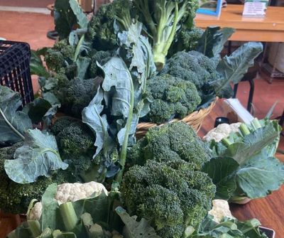 Broccoli head medium size