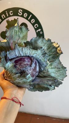 Red Cabbage