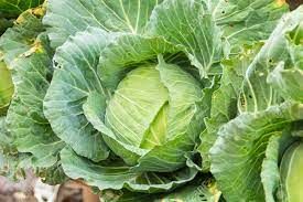 Cabbage, green Whole / Col completo