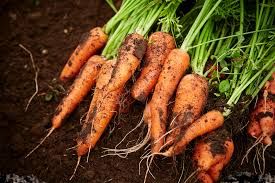 Carrots/ Zanahoria  500 grams
