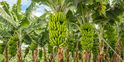 Banana 1 Kilo/ Platano 1 Kg