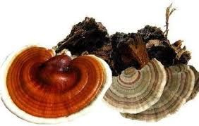 Chaga, Reishi and Turkey Tail - Super Inmunitty