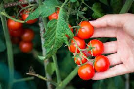 Cherry tomato garden Mix 250 gr