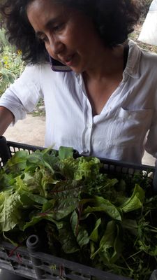 Salad Mix 250 gr / MIx de ensalada 250 gms