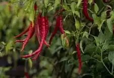 Tree chile / Chile de Arbol  100 gr