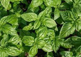 Basil Bunch / Manojo pequeña de albahaca