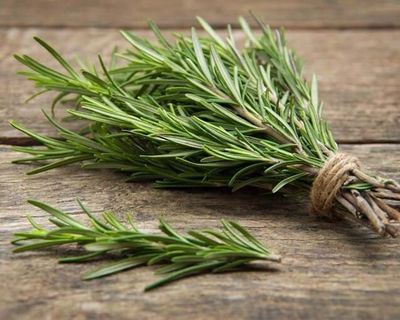 Rosemary, fresh herb