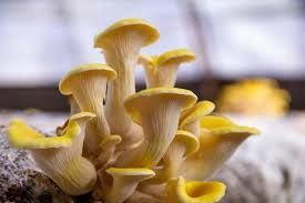 Oyster mushrooms golden / setas doradas