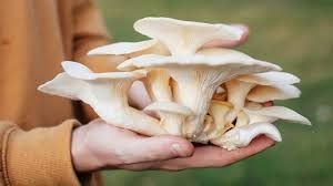 Oyster mushrooms white, /Setas blancas