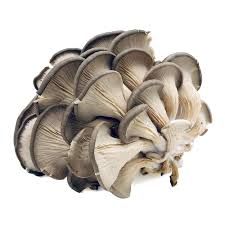 Oyster mushrooms gray/setas gris