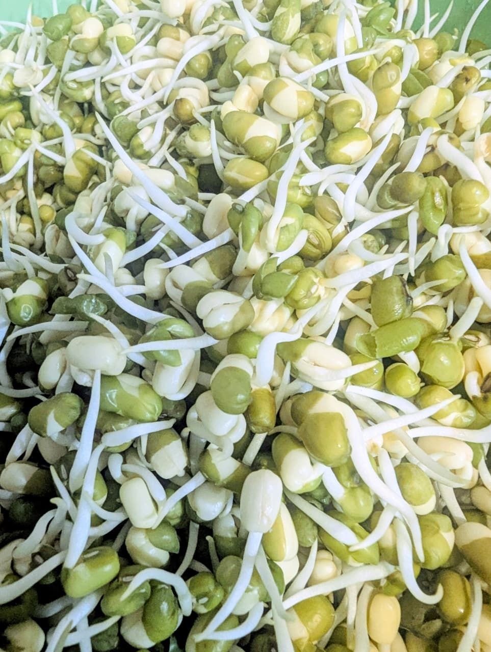 Organic Select Bean Sprouts