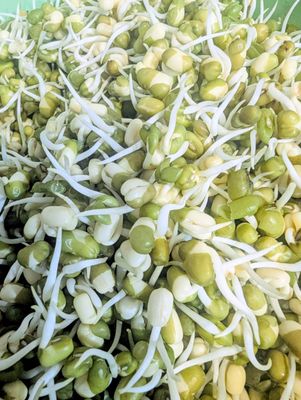 Organic Select Bean Sprouts