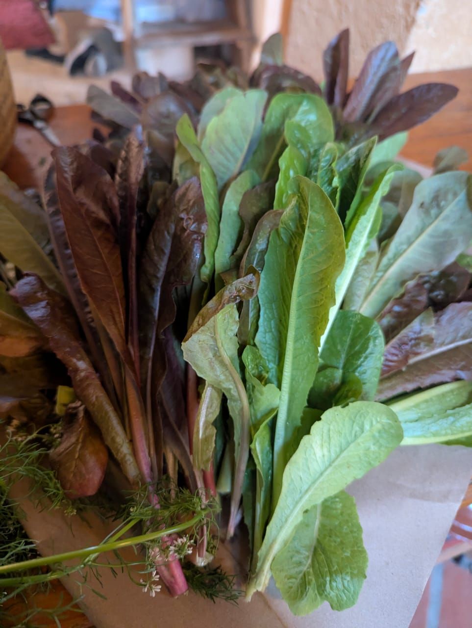 Organic Baby Romaine