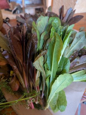 Organic Baby Romaine