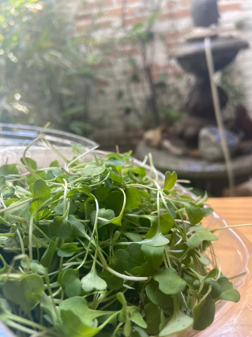 Arugula Microgreen 50 gr
